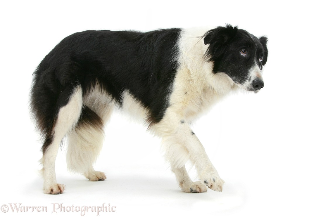 Black-and-white Border Collie, Phoebe, with a lame paw, white background
