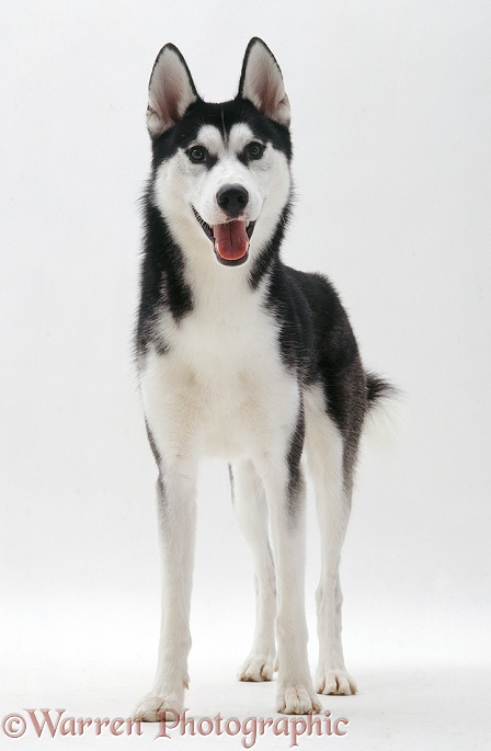 Siberian Husky dog, Ash, white background