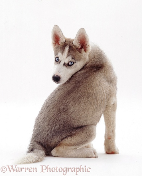 Siberian Husky pup, Kara, 9 weeks old, looking back over her shoulder, white background