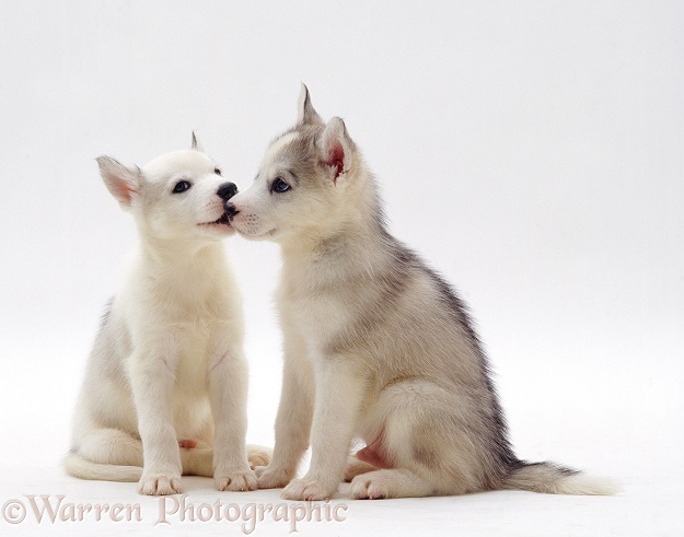 Siberian Husky pups, 6 weeks old, white background