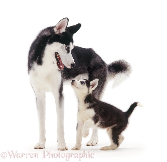 Siberian Husky dog, Ash, with one of his pups, 7 weeks old, white background