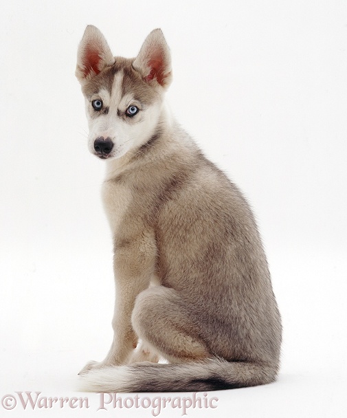 Siberian Husky pup, Kara, 9 weeks old, white background