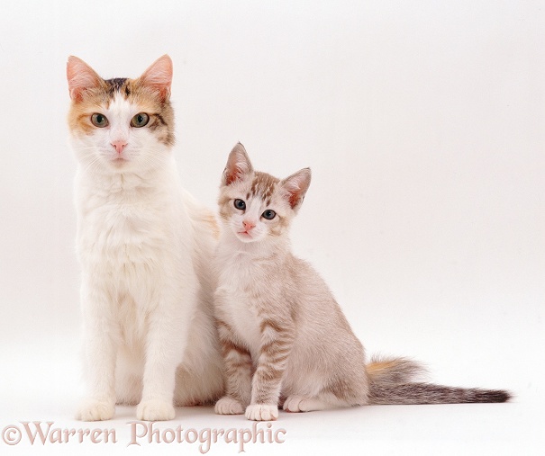 Ginger-tortie-and-white mother cat, Alexandria, with 10-week-old kitten, white background