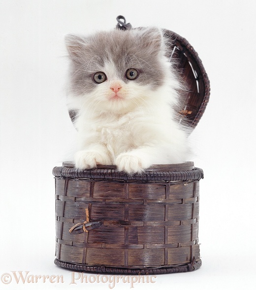 Blue bicolour Persian-cross kitten, Angus, 7 weeks old, in a small lidded basket, white background