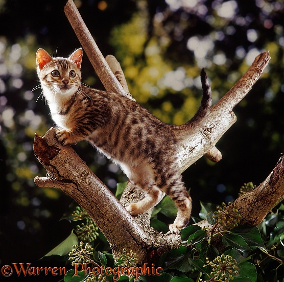 Brown Spotted Bengal kitten, Oosha, 14 weeks old, climbing among ivy-covered branches