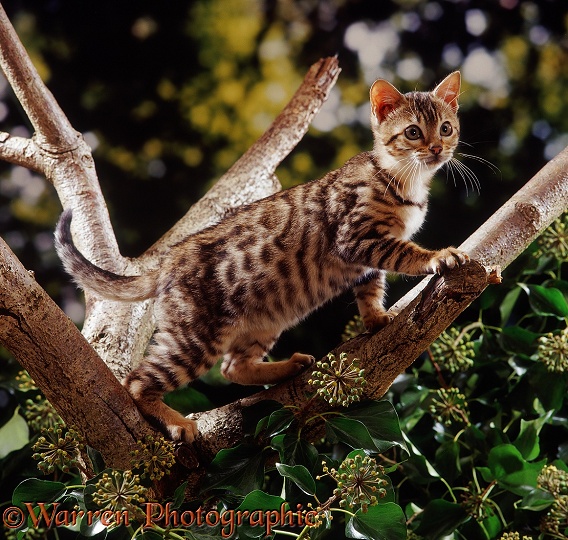 Brown Spotted Bengal kitten, Oosha, 14 weeks old, climbing among ivy-covered branches
