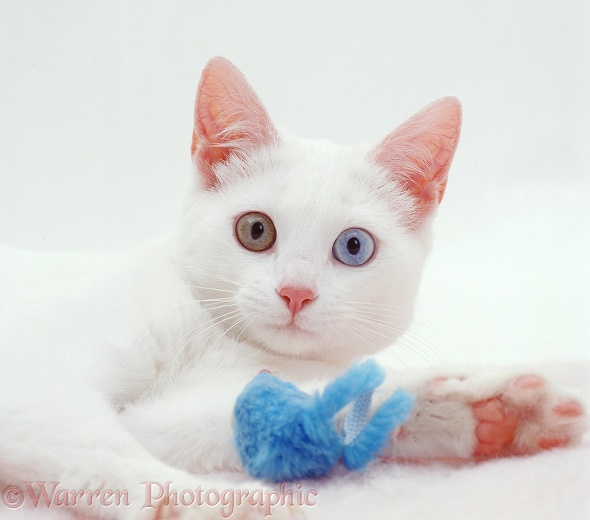 Odd-eyed white cat (Tagor x Annie) with blue toy, white background