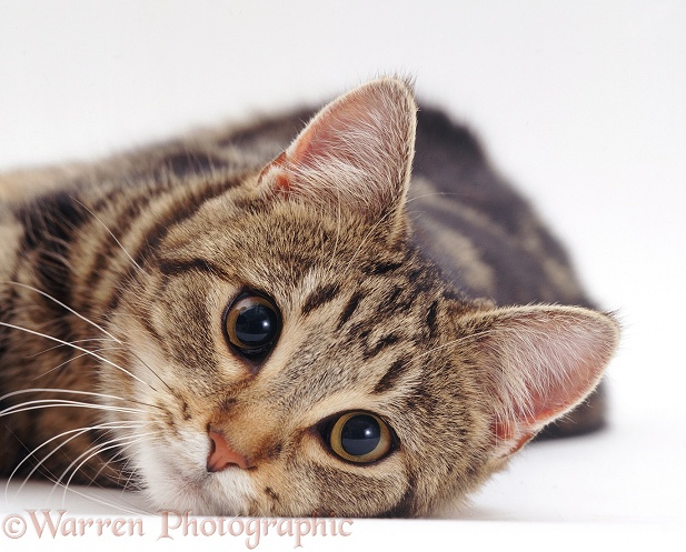 Tabby female cat, Pickle, lying down, white background