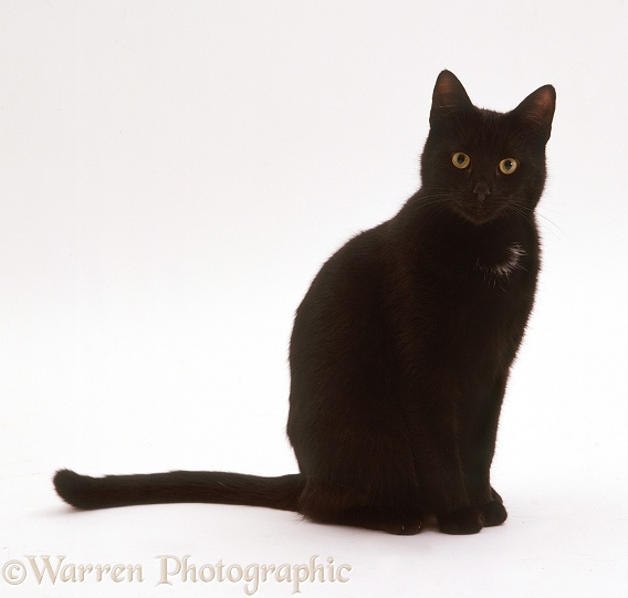 Black Shorthair male cat, white background