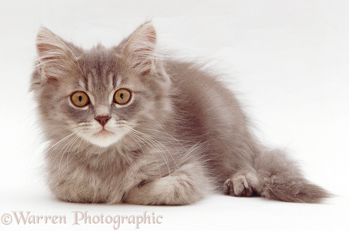 Grey tabby Persian-cross kitten (Cobweb x  Mandy), 10 weeks old, white background