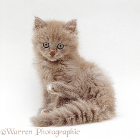Lilac Birman-cross kitten, white background