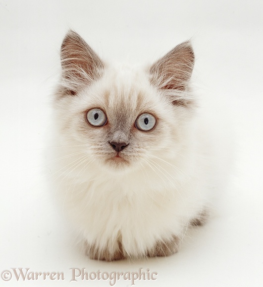 Blue colour-point Birman-cross kitten, Scilla, 10 weeks old, white background