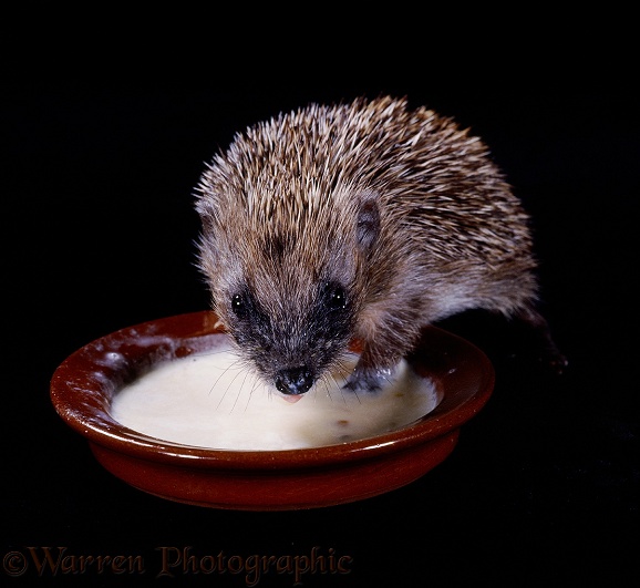 Baby Hedgehog (Erinaceus europaeus), 8 weeks old, lapping up milk