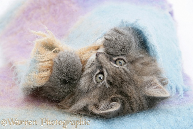 Maine Coon kitten under a blanket