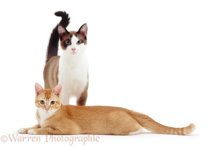 Chocolate-and-white and Ginger cats, 6 months old, white background