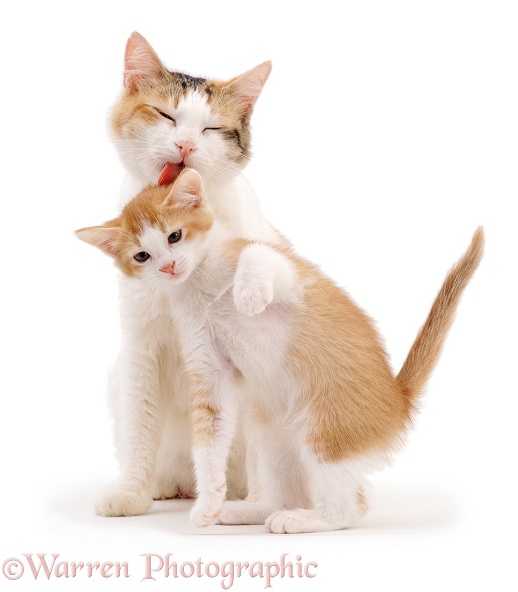 Ginger-tortie-and-white mother cat, Alexandria, licking her kitten, Megan, 10 weeks old, white background