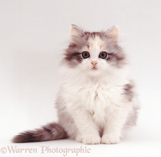 Chinchilla-cross kitten, Blossom, 9 weeks old, white background