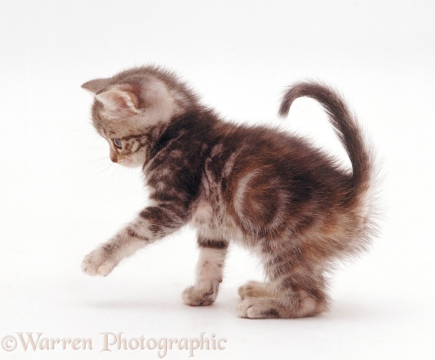 Playful tabby kitten, 6 weeks old, white background