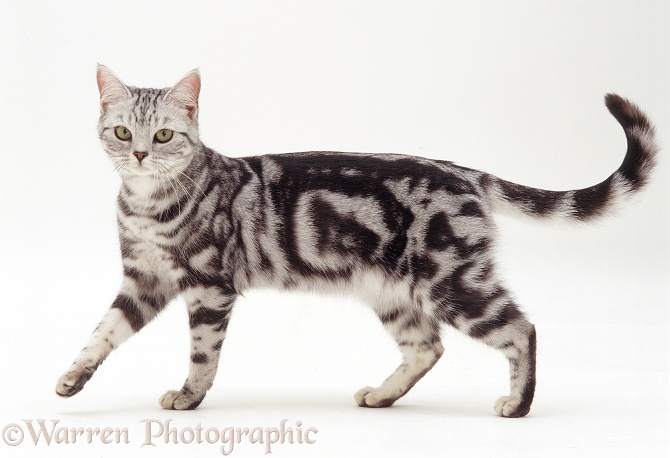 Silver tabby cat, Asphodel, 2 years old, white background