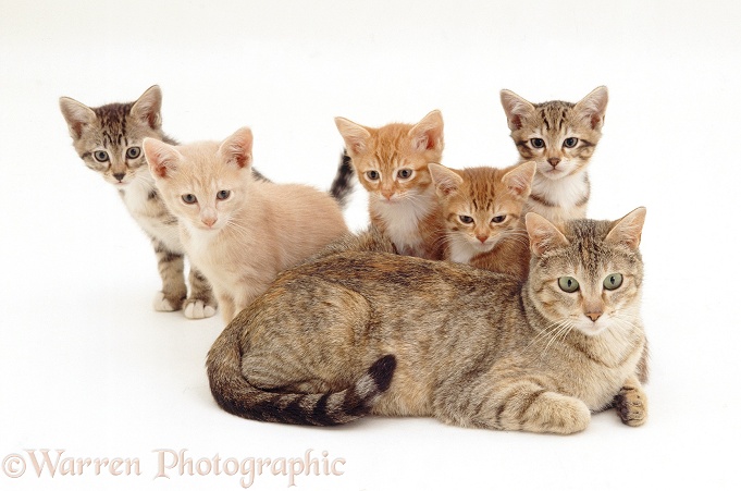 Mother cat, Dainty, with her five kittens behind her, white background