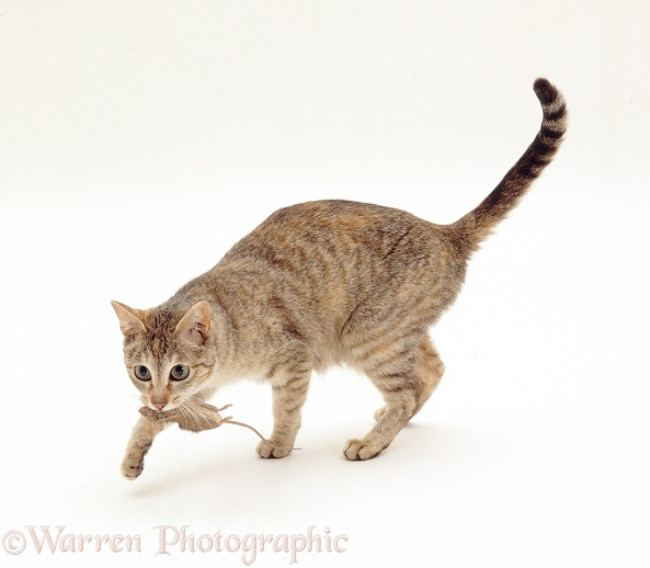 Mother cat bringing in mouse for her young kittens, white background