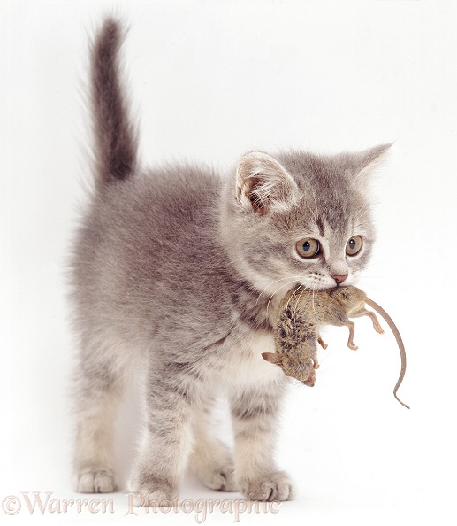 Grey kitten, 10 weeks old, with mouse prey, white background