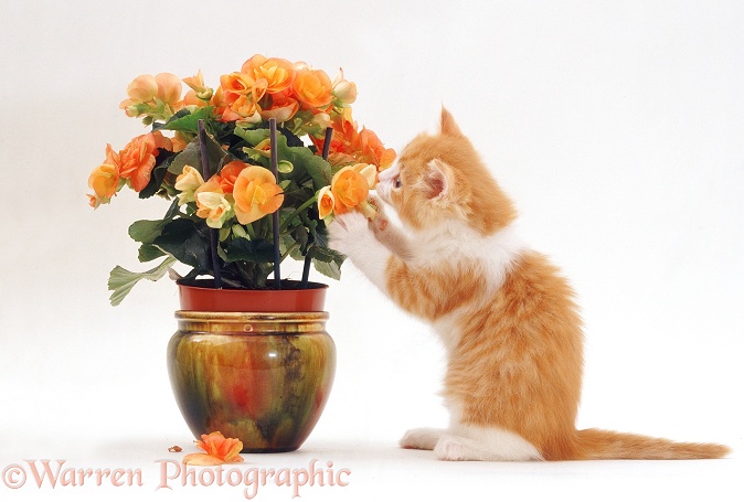 Ginger-and-white kitten (Highlander x Alexandria), 7 weeks old, playing with orange Begonia flower, white background