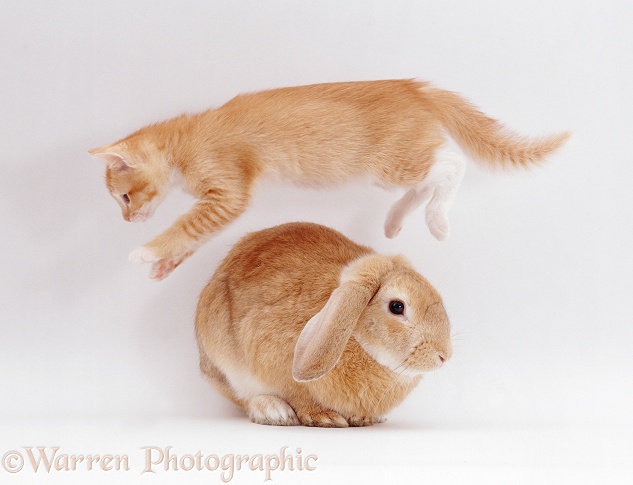 Ginger female kitten, Sabrina, leaping over a young sandy lop rabbit, white background