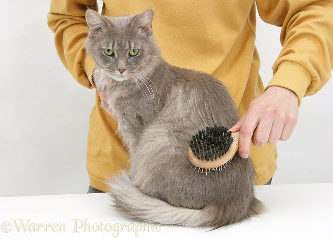 Grooming Maine Coon female cat, Serafin, with a brush, white background