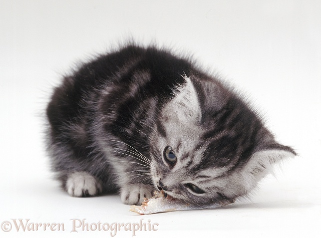 Silver tabby kitten eating a bit of fish, white background