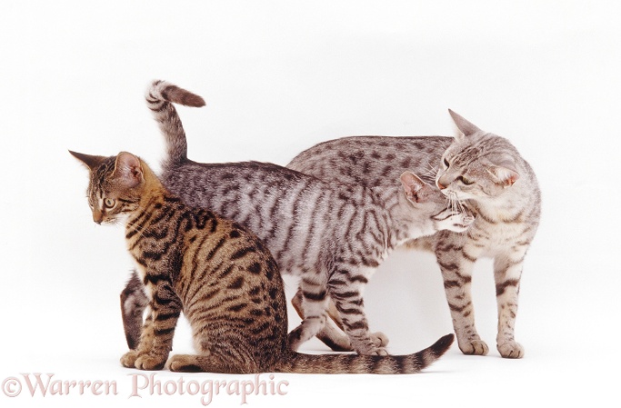 Silver Egyptian Mau female cat Holly with her kittens, 14 weeks old, head-rubbing her in greeting, white background