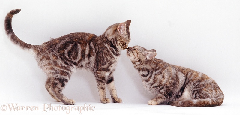 Silver tortoiseshell British Shorthair female cat, Sylvia, sniffing noses with her 6-month-old offspring, white background