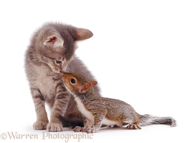 Grey kitten interacting with baby Grey Squirrel, white background