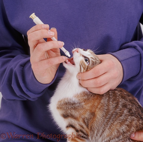 Giving worming tablet to young cat using a pill giver