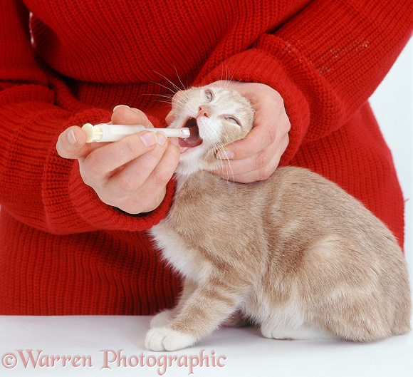 Giving roundworm tablet to a cream kitten using a pill giver, white background