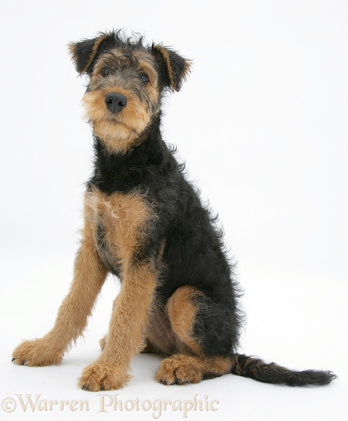 Airedale Terrier bitch pup, Molly, 3 months old, sitting, white background