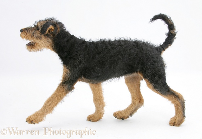 Airedale Terrier bitch pup, Molly, 3 months old, trotting across, white background