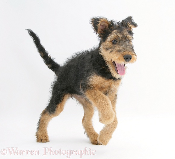 Airedale Terrier bitch pup, Molly, 3 months old, walking forward, white background