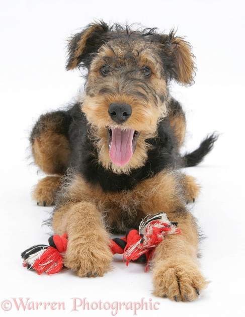 Airedale Terrier bitch pup, Molly, 3 months old, with ragger toy, white background