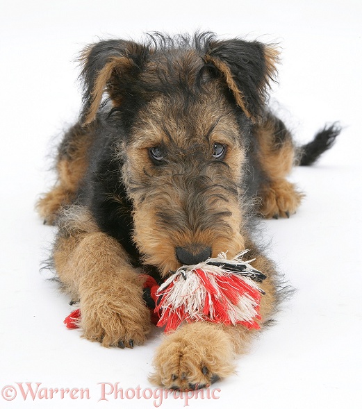 Airedale Terrier bitch pup, Molly, 3 months old, with ragger toy, white background