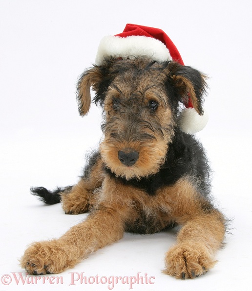 Airedale Terrier bitch pup, Molly, 3 months old, wearing a Father Christmas hat, white background