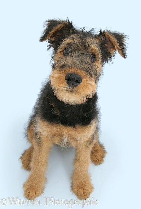 Airedale Terrier bitch pup, Molly, 3 months old, white background