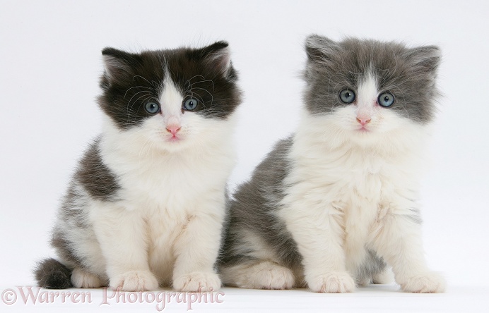 Black-and-white and grey-and-white kittens, white background