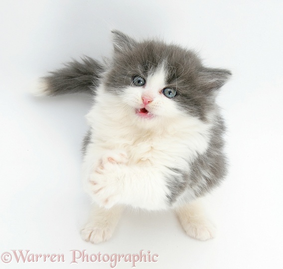 Grey-and-white kitten looking and reaching up, white background