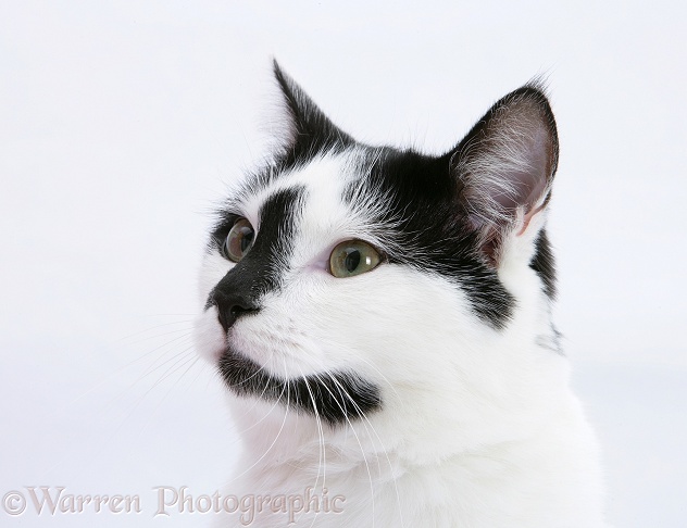 Black-and-white cat, Pablo, white background