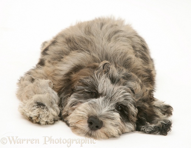 Blue merle Cadoodle pup (Collie x Poodle), Kizzy, 12 weeks old, white background