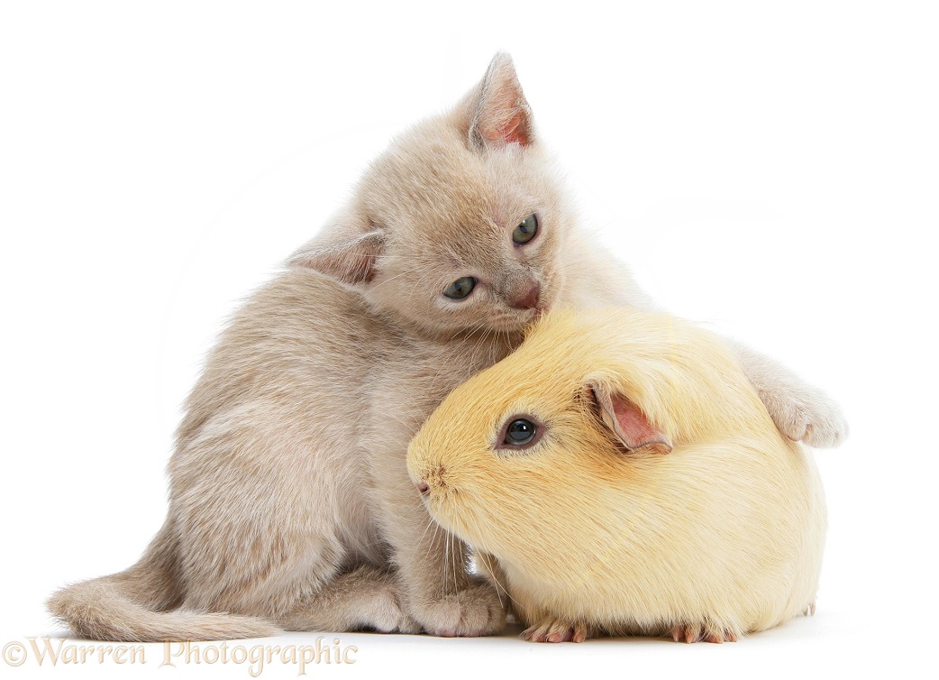 Burmese kitten, 7 weeks old, and yellow guinea pig, white background