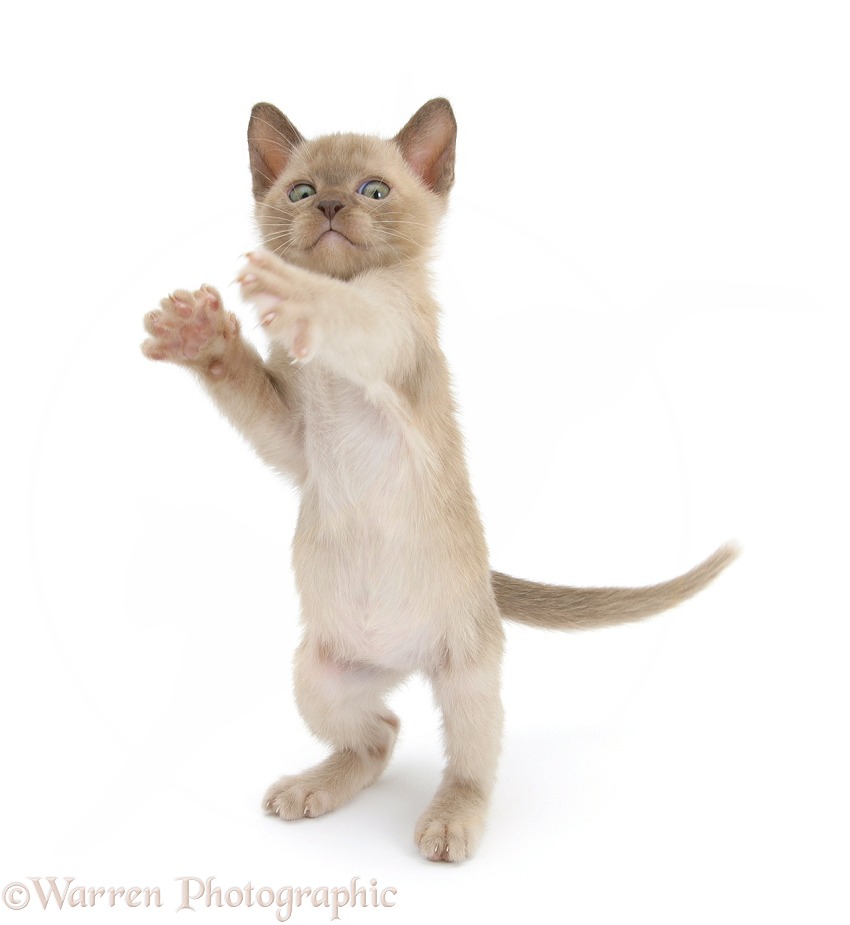 Burmese kitten, 7 weeks old, reaching up, white background