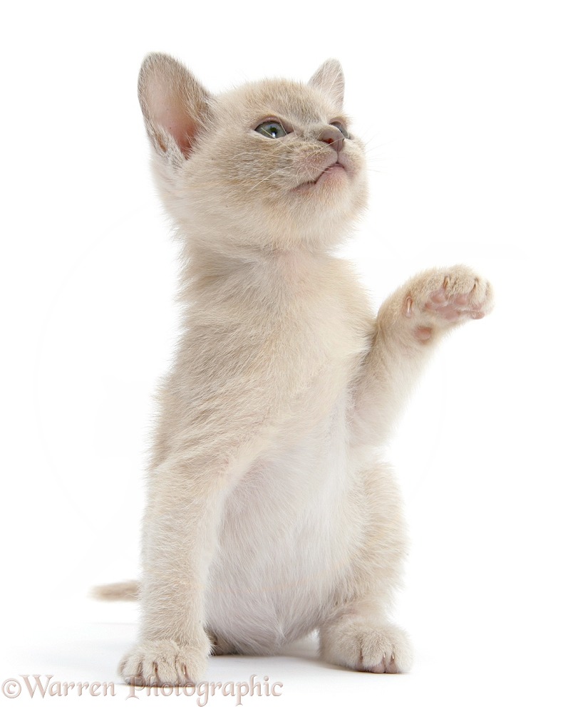 Burmese kitten, 7 weeks old, with paw up, white background