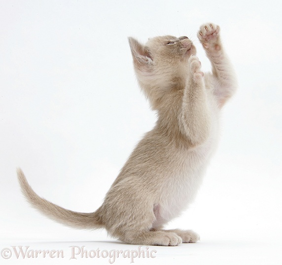 Burmese kitten, 7 weeks old, with paws up, white background